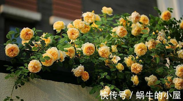 月季花|掌握了月季花的这些生长条件,不信你还会养不好月季花