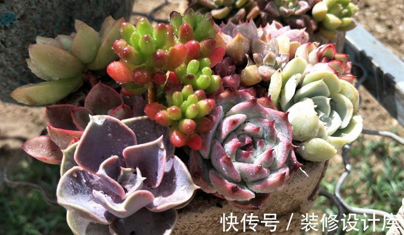 时节|9月养多肉,不要粗心大意,注意这3点盆栽才能平稳生长