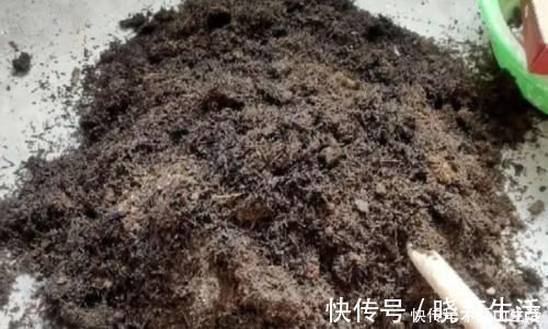花卉|怎么调节、疏松土壤？巧用这2样，植物长势可轻松得到改善