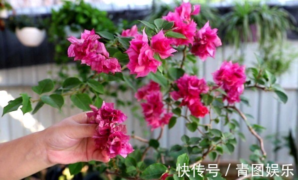 新芽|三角梅花谢后要会剪,剪对接着开花爆盆,剪错一朵花都不开