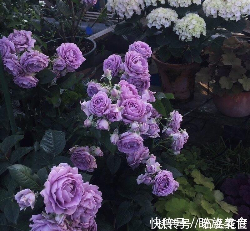 花卉|寓意“紫气东来”的5种花,养在家里“年年”都能开,太赞了