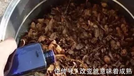 虎皮兰|3种没人要的“玩意”，捡一点养花，肥效好，还防冻！