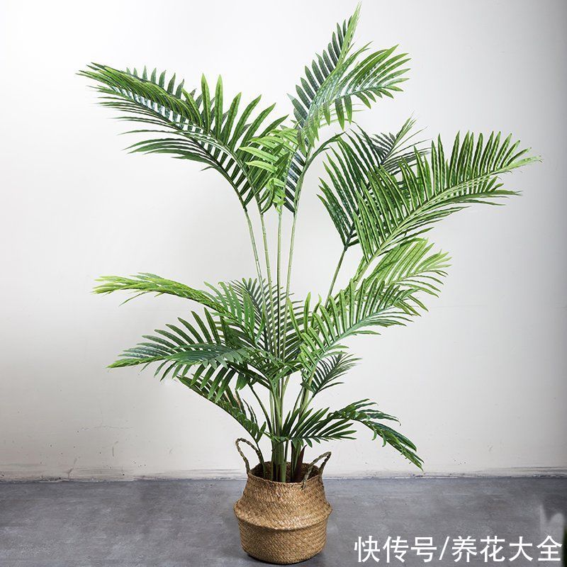 家里养凤尾竹，做好这几件事，叶片油绿有精神