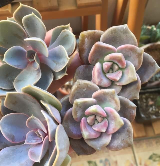 紫乐多肉不一般,颜色漂亮又好养,冬天打理好了还能变成老桩