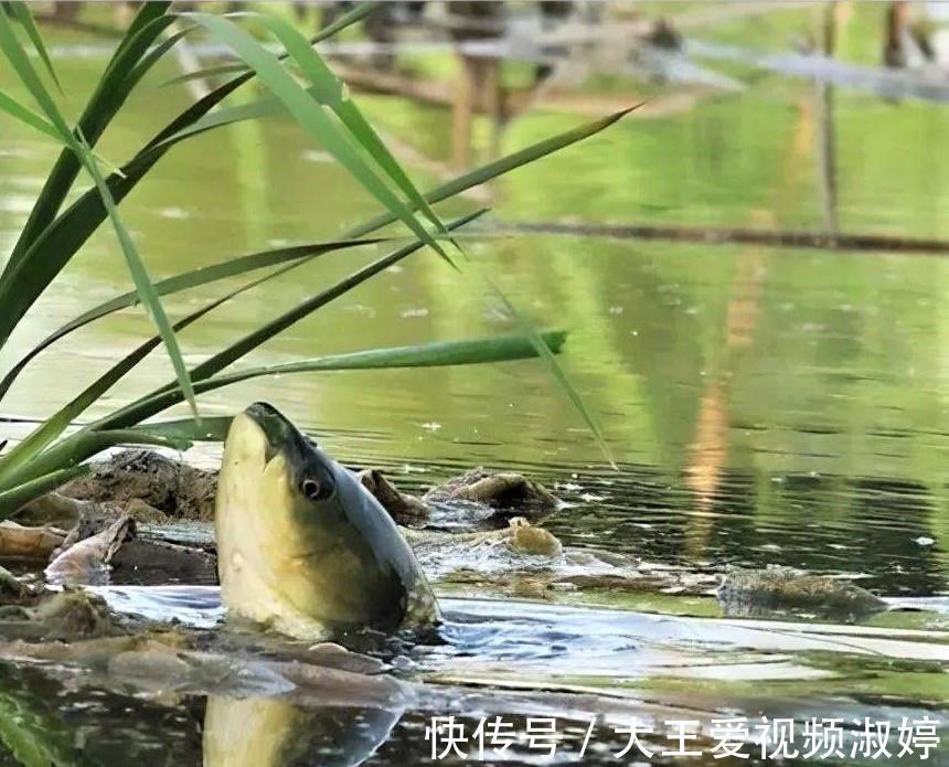 玉米|夏天钓草鱼,掌握简单几点,新手一样连竿