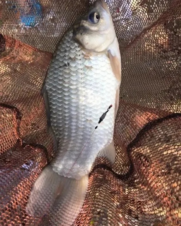 晚秋温差大,浅水和钓深水哪个上鱼更多?这样选就万无一失了