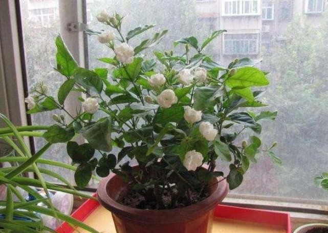做好|想要“茉莉花”开花多,做好“三点”,轻松爆满盆,满屋飘香!
