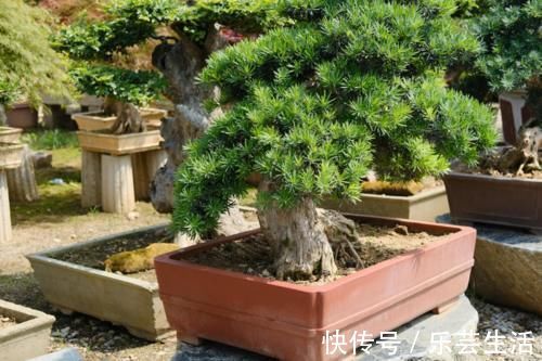 镇宅辟邪花,适合养家里,平安顺遂好兆头