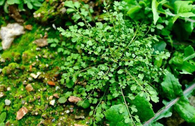 失眠|一味民间常见野草,安神养心,是治失眠的良药,遇到要珍惜!