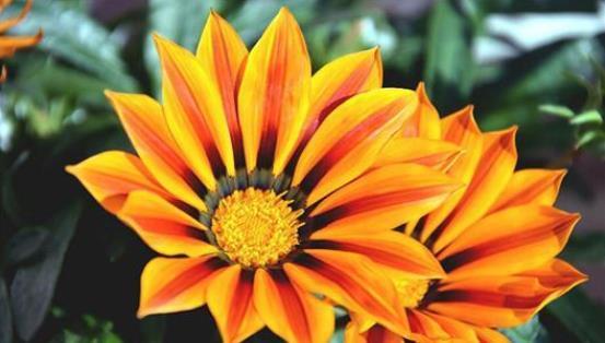 种子发芽温度|养花却不知道什么时候播种,看了此个就知道了