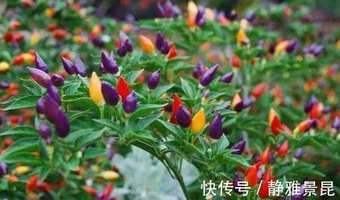 蓝莓干|女人的天然“美容菜”,每天吃一吃,皮肤光滑水嫩,大肚子也平了