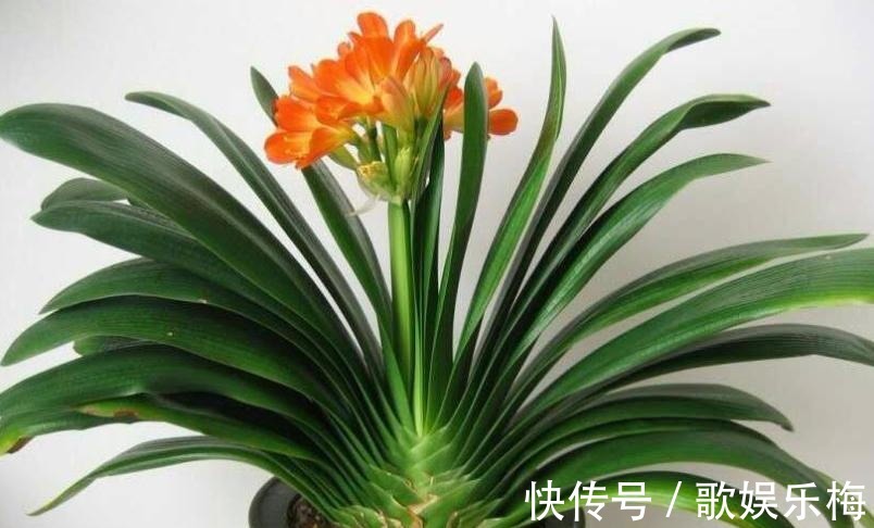 君子兰|容易被水浇死的“14种花”,手太勤反而养不活