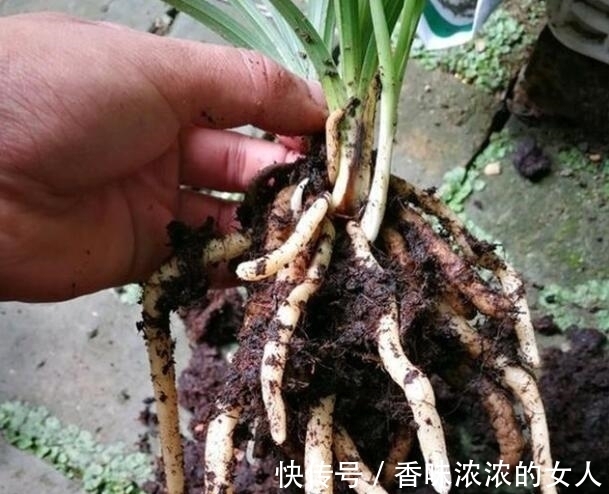 养兰花,“换盆”有3个小忌讳,避开后服盆快,开花多