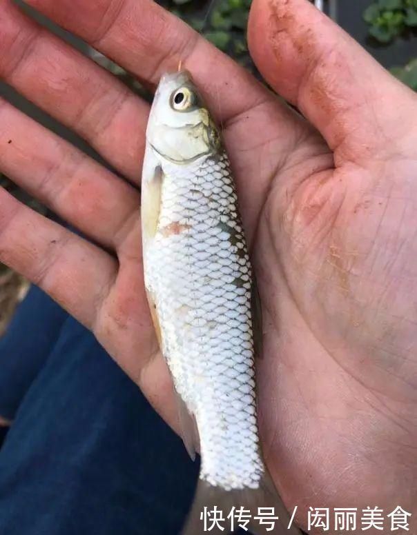 钓友|用小钩细线总是“缠子线”教你几招实用的,保证不打结不缠线