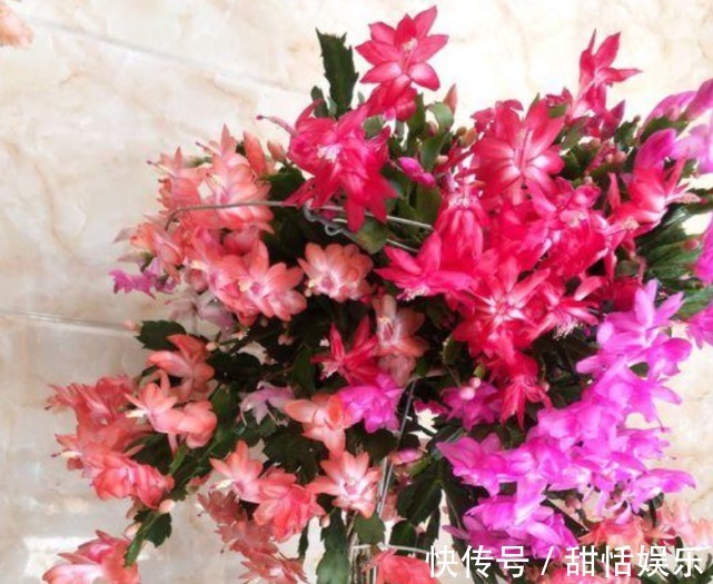 生长期|悄悄告诉你,养好“蟹爪兰”,离不开2种水,10天一次,花开满盆