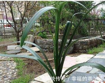 看看你养的君子兰到底属于哪个品种，如果不知道那就来看看吧