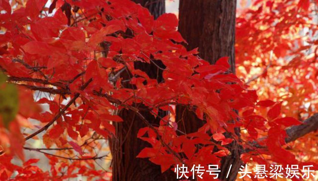 文人$蒋捷这首《少年游》被严重低估了,可以媲美那首听雨词,同样伤感