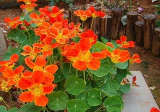 长春花|家养“此花”,比爬墙虎能爬,比绿萝好看,花开红艳,一开大半年