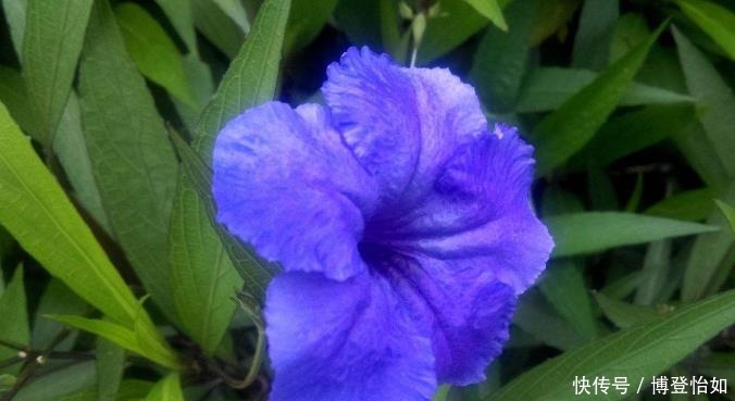 “3种花草”不仅好看,还特别耐热,夏天若不知道养啥,就养它们