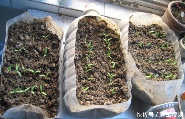 空油桶直接扔太可惜,用来种辣椒,1棵辣椒结10斤,简单又好用!