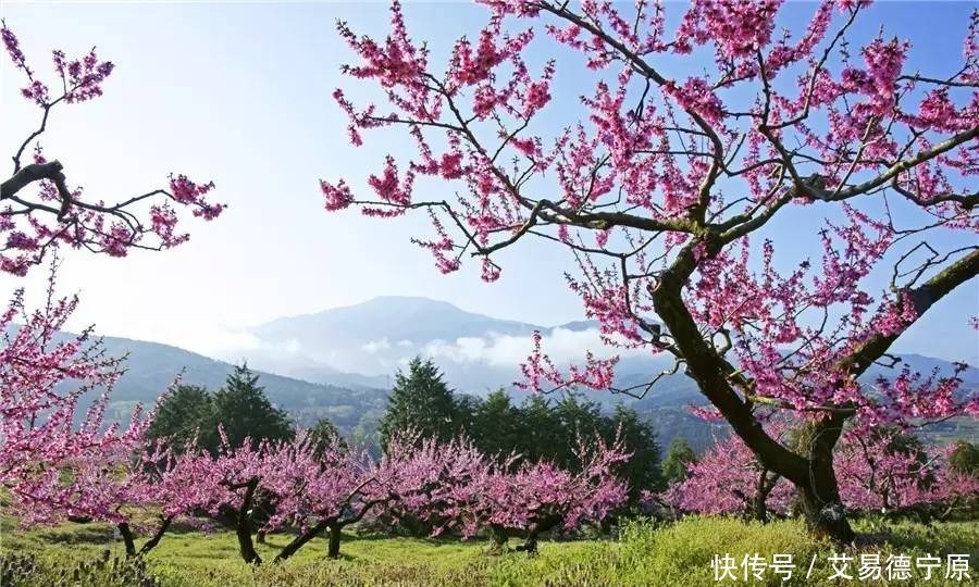 白居易看到山中盛开的桃花，写了一首小诗，短短四句，却意境深邃