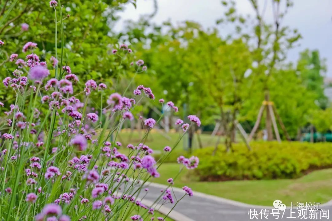 美翻 松江初夏里的夢幻紫 在家門口就能免費打卡 中國熱點