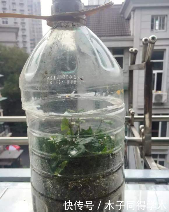 油桶|家里的油桶别再扔,比花盆还好用,养花种菜是神器