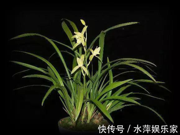 水仙瓣|8种兰花，最适合新手养，好活好开花关键还便宜！
