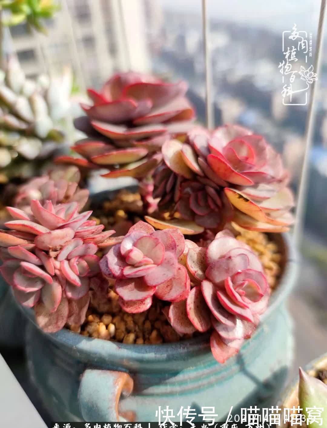 养肉多年,从未出坑过!养多肉是我最喜欢最坚持的爱好!