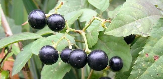 小肚子|泡脚水里加点一宝,大肚腩消失了,体内湿气也没了,不妨试试