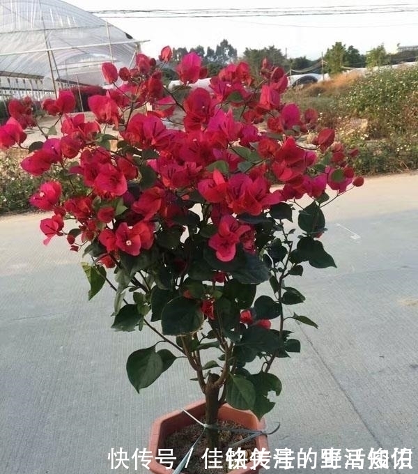 三角梅有“三怕”,避开安全度夏,冒新芽齐开花,养成盆景小老桩