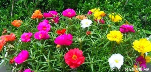 养一盆,爆一盆,养这几种花,无需操心