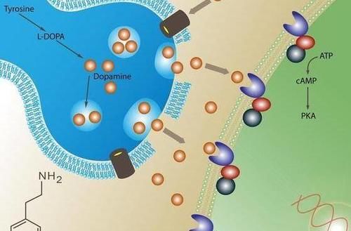 多巴胺是什么意思 多巴胺的功效与作用介绍