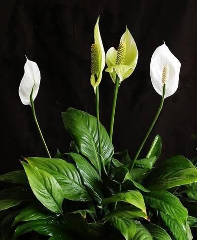 送给那些养花，却总是把花养死的人