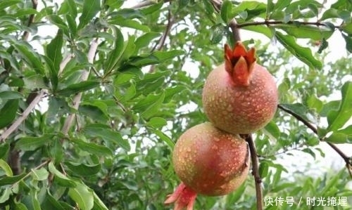 忠告|忠告:石榴功效多多,但有些人再喜欢也得忌口,早知早好