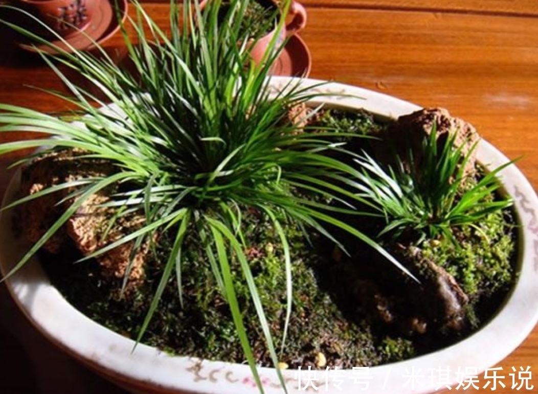 花盆|4种普通的小植物，挖回来做成“小盆景”，摆在桌面上清新自然