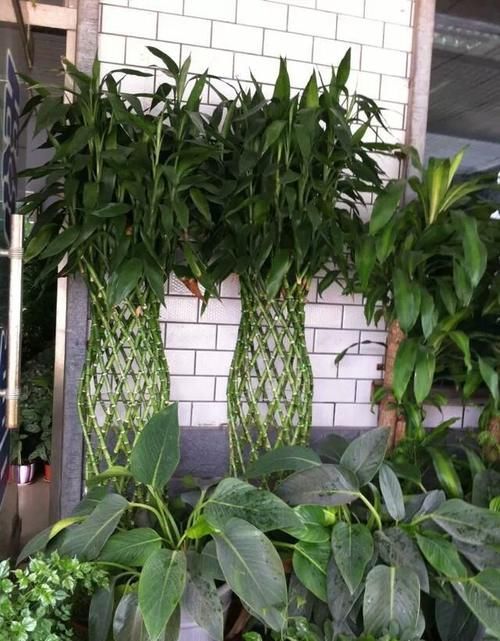 我最近在花市买的富贵竹，在家放在水中，近二十来天了还没事生根，是什么原因？