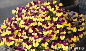 阿司匹林|什么黄豆水、淘米水都不如一粒药片,用来养花,无异味,养啥旺啥