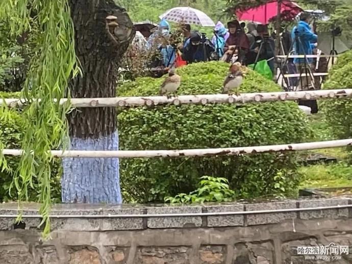 鸳鸯宝宝|19只鸳鸯宝宝雨中跳巢,还有“长辈”来加油|今早的兆麟公园挺热闹