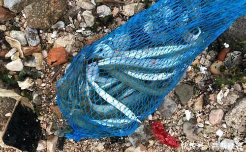 此鱼嘴巴尖细,很难钓到,聪明的渔民有办法放“针良船”