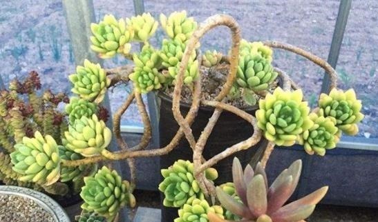 凝脂莲|刚开始种多肉选8种,好养且自带“体香”,而且颜值非常高!