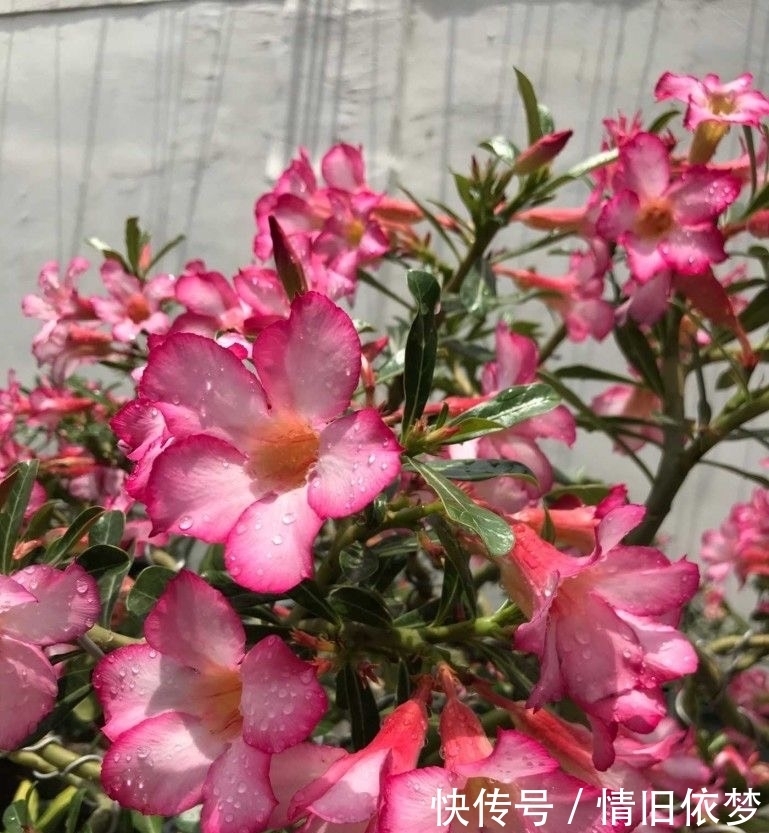 沙漠玫瑰|养沙漠玫瑰，有3个技巧，长成盆景，一盆能开100朵花