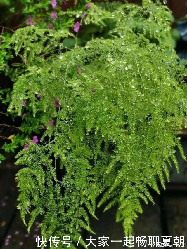 懒人|3种花不用扦插,掰下来就能活,1盆变10盆,懒人也能养