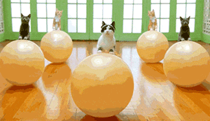 |搞笑动图:看我一动一动的猫耳朵,帅不!