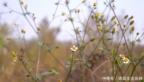 农村被叫做“鬼圪针”的植物，是流落民间的中药材，药店千金难买