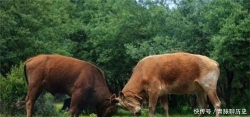 作诗|曹丕见两牛打架,刁难曹植作诗且不能出现牛字,结果比七步诗还绝