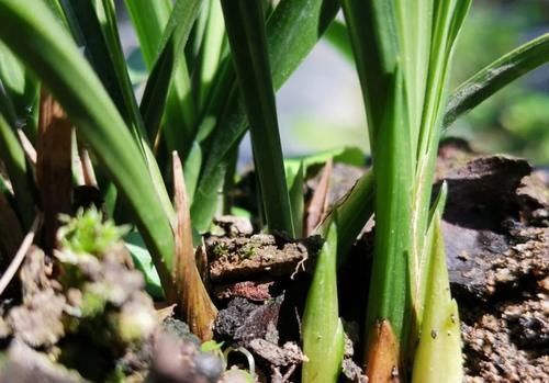 促使兰花发芽的方法,离不开3个要素,20天就见效