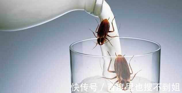 食物|如果营养价值比牛奶高4倍,是蟑螂产的“奶”,你敢尝试吗?