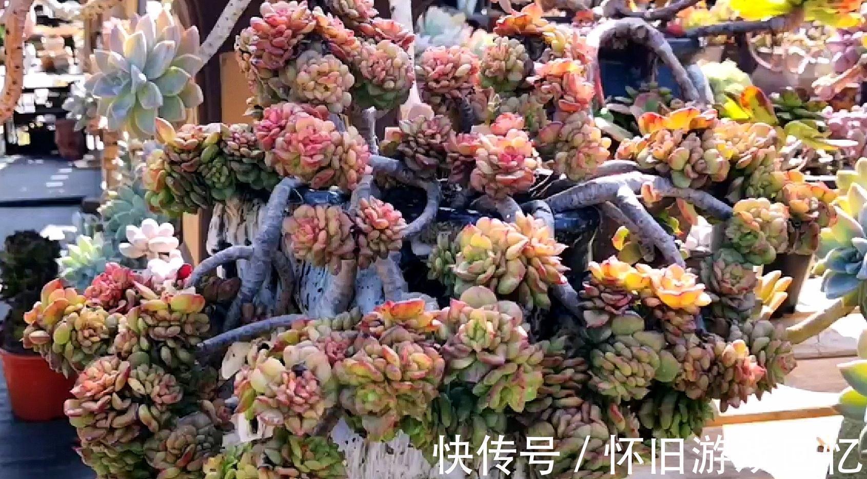 老桩|把多肉植物老桩养成艺术品,让你感受不一样的美