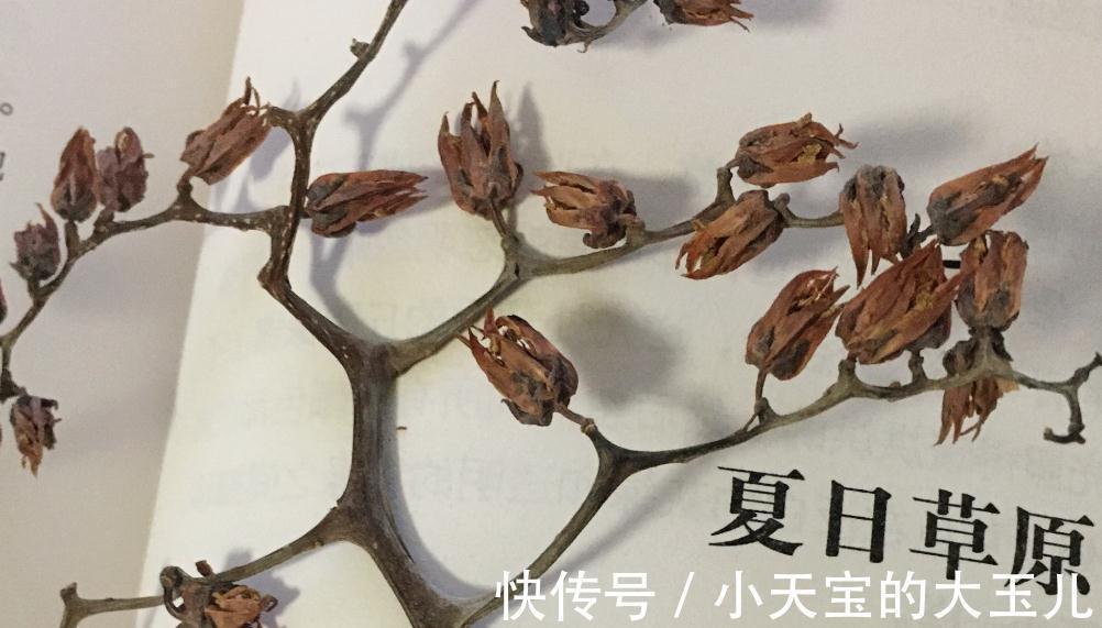 多肉长花箭,影响多肉的健康与生长,剪掉后既可繁殖又可制作工艺